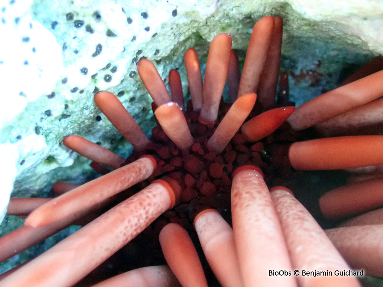 Oursin-crayon - Heterocentrotus mamillatus - Benjamin Guichard - BioObs