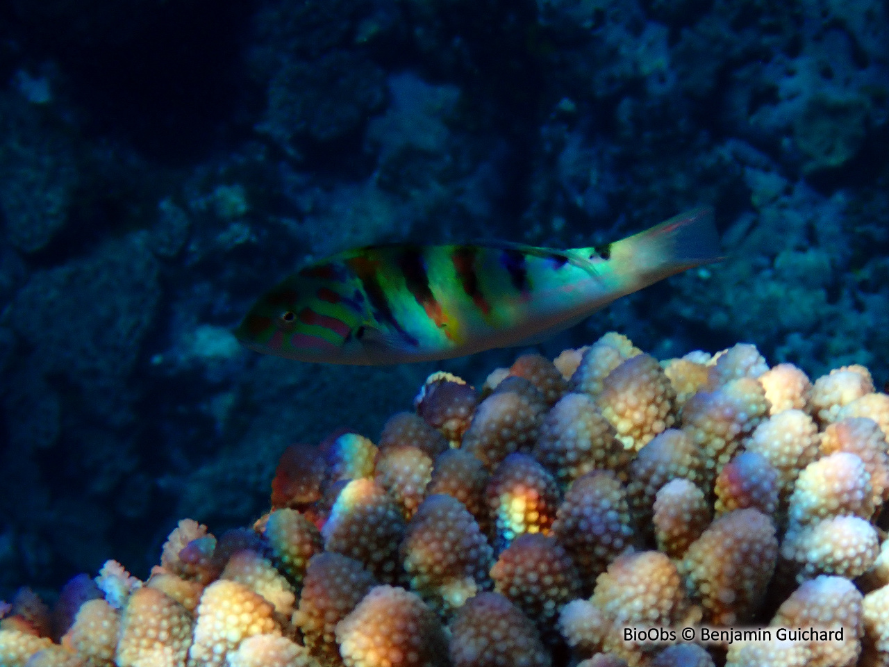 Girelle-paon à taches d'encre - Thalassoma hardwicke - Benjamin Guichard - BioObs