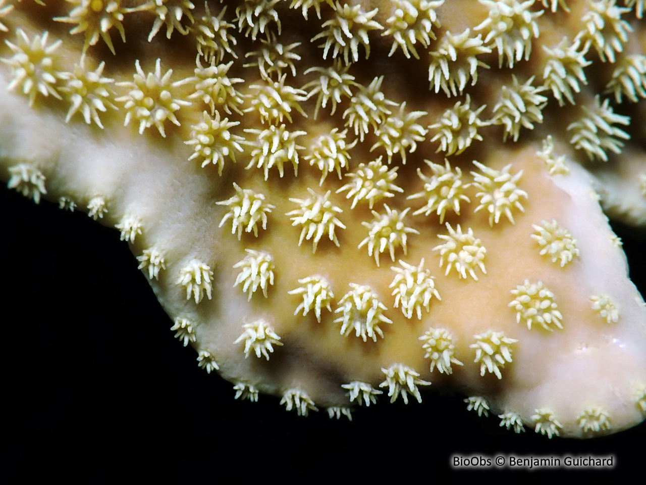 Corail-coupe - Duncanopsammia peltata - Benjamin Guichard - BioObs