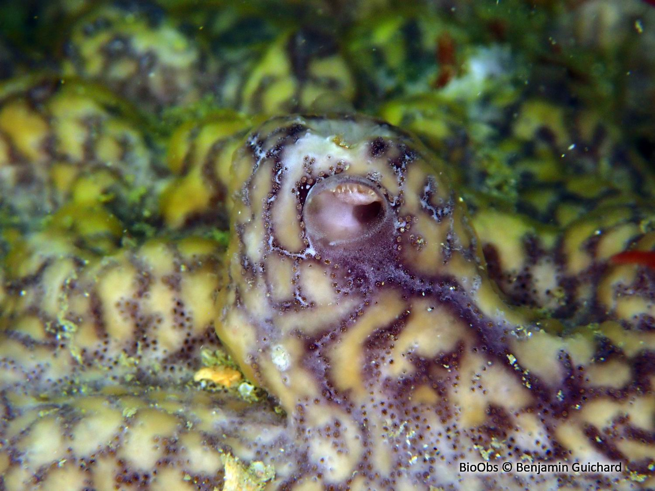 Didemne coriace - Didemnum coriaceum - Benjamin Guichard - BioObs