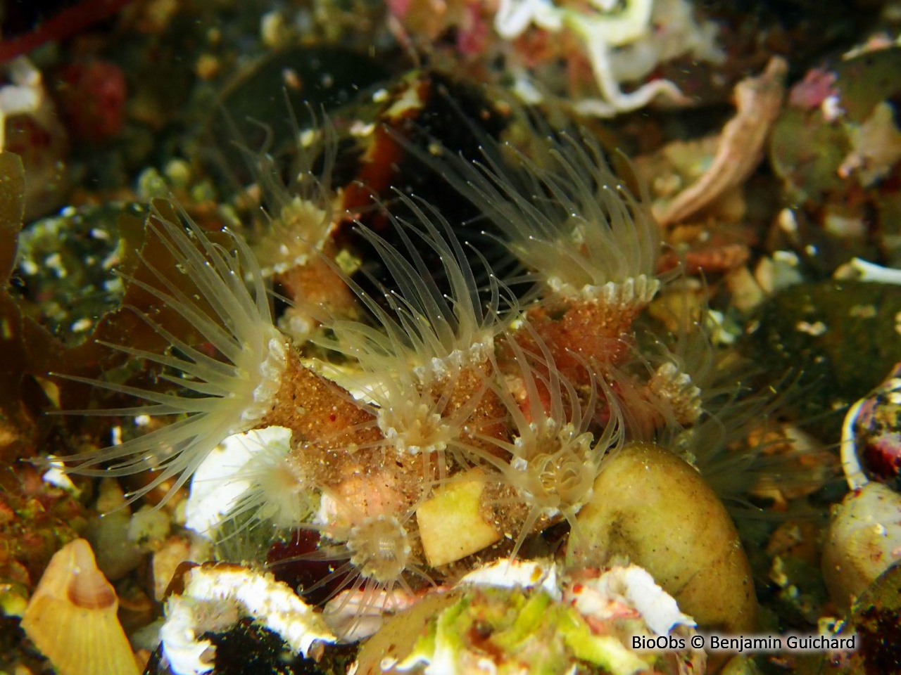 Anémone encroûtante brune - Epizoanthus couchii - Benjamin Guichard - BioObs