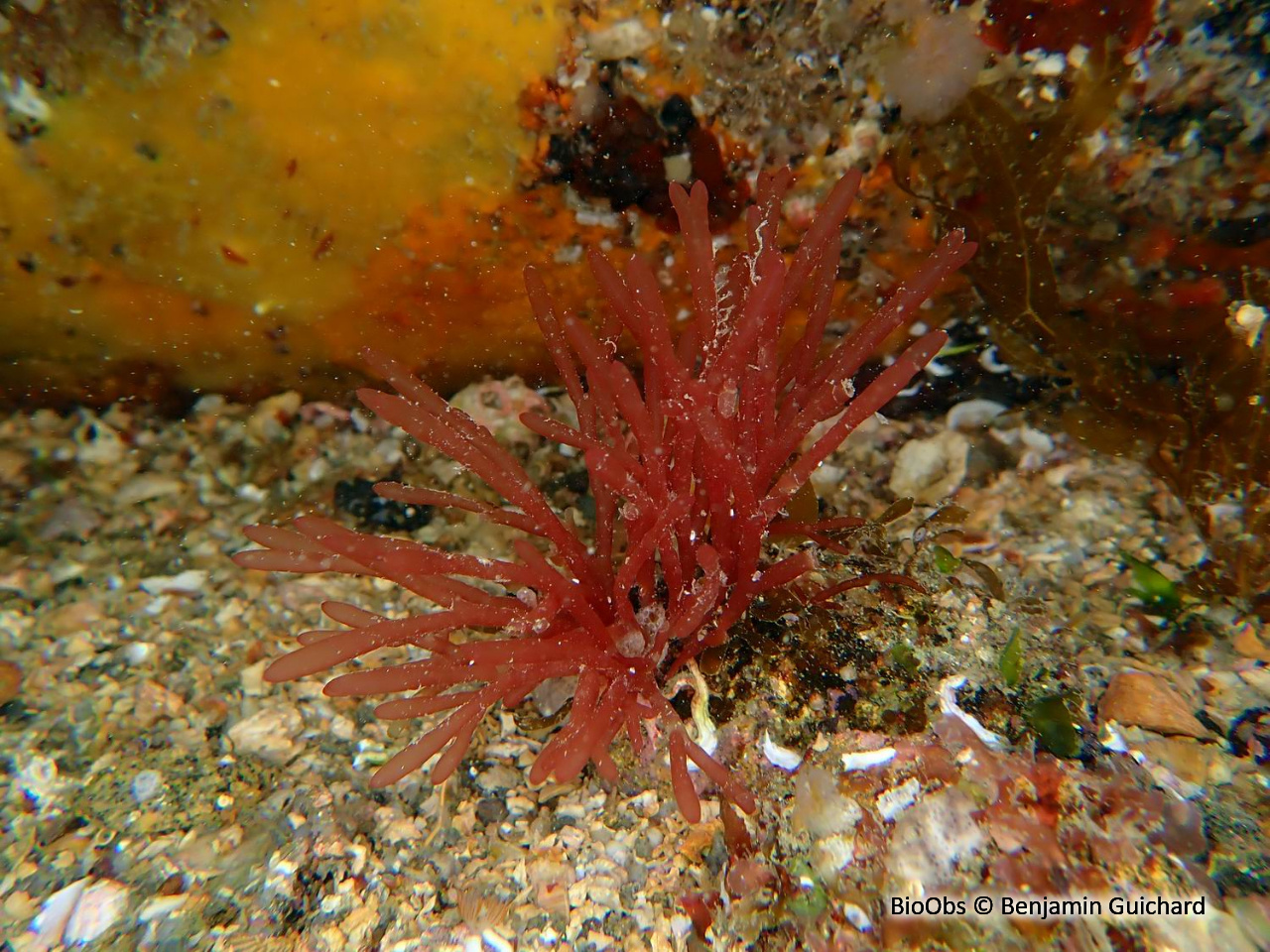 Scinée turgescente - Scinaia interrupta - Benjamin Guichard - BioObs
