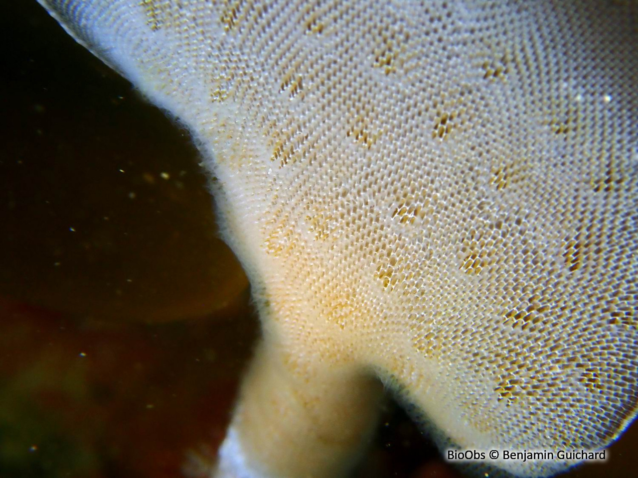 Membranipore - Membranipora membranacea - Benjamin Guichard - BioObs