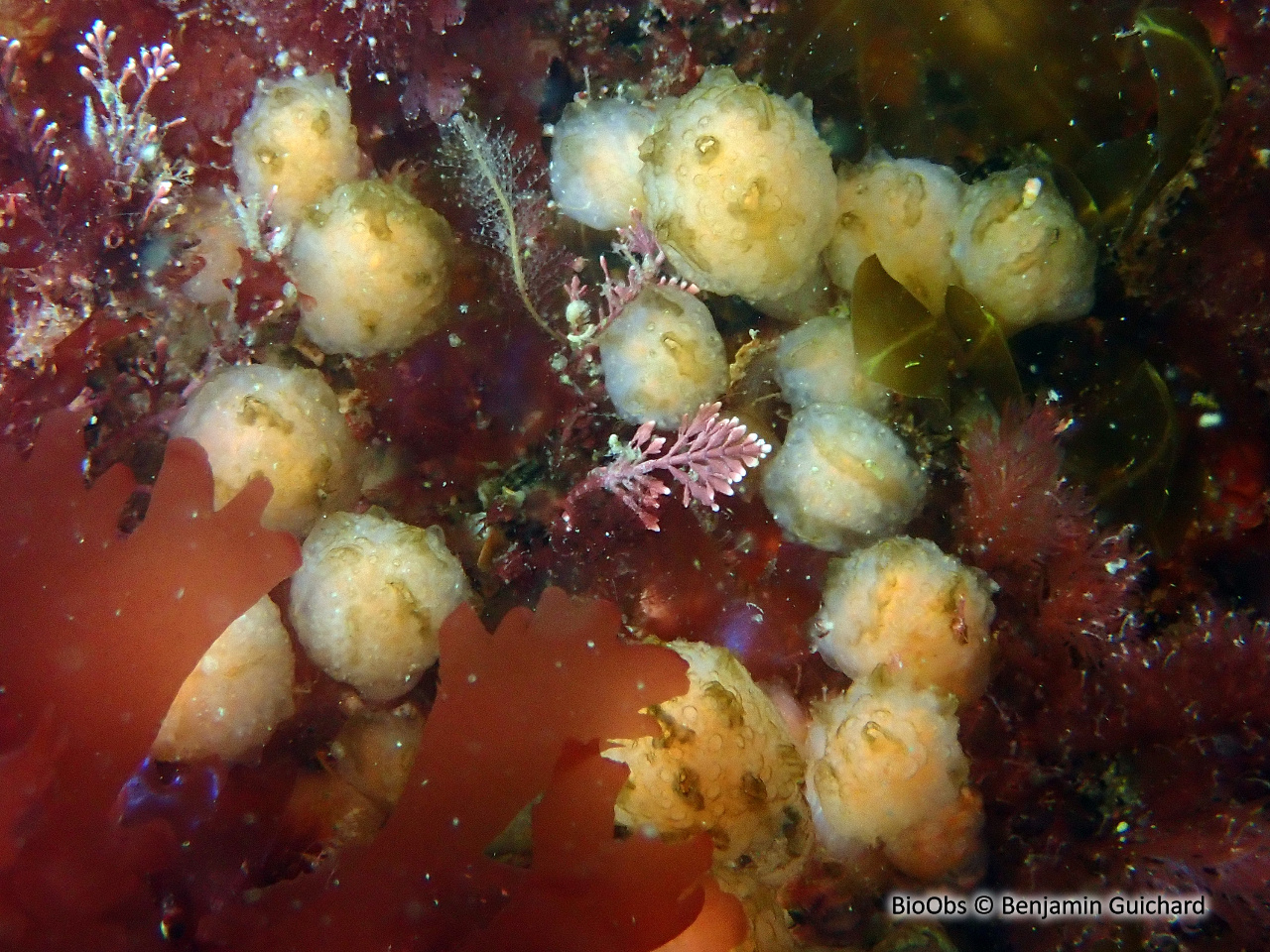 Flocon pédonculé blanc - Aplidium pallidum - Benjamin Guichard - BioObs