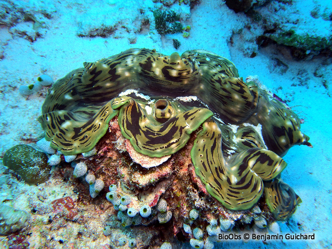 Grand bénitier gaufré - Tridacna squamosa - Benjamin Guichard - BioObs