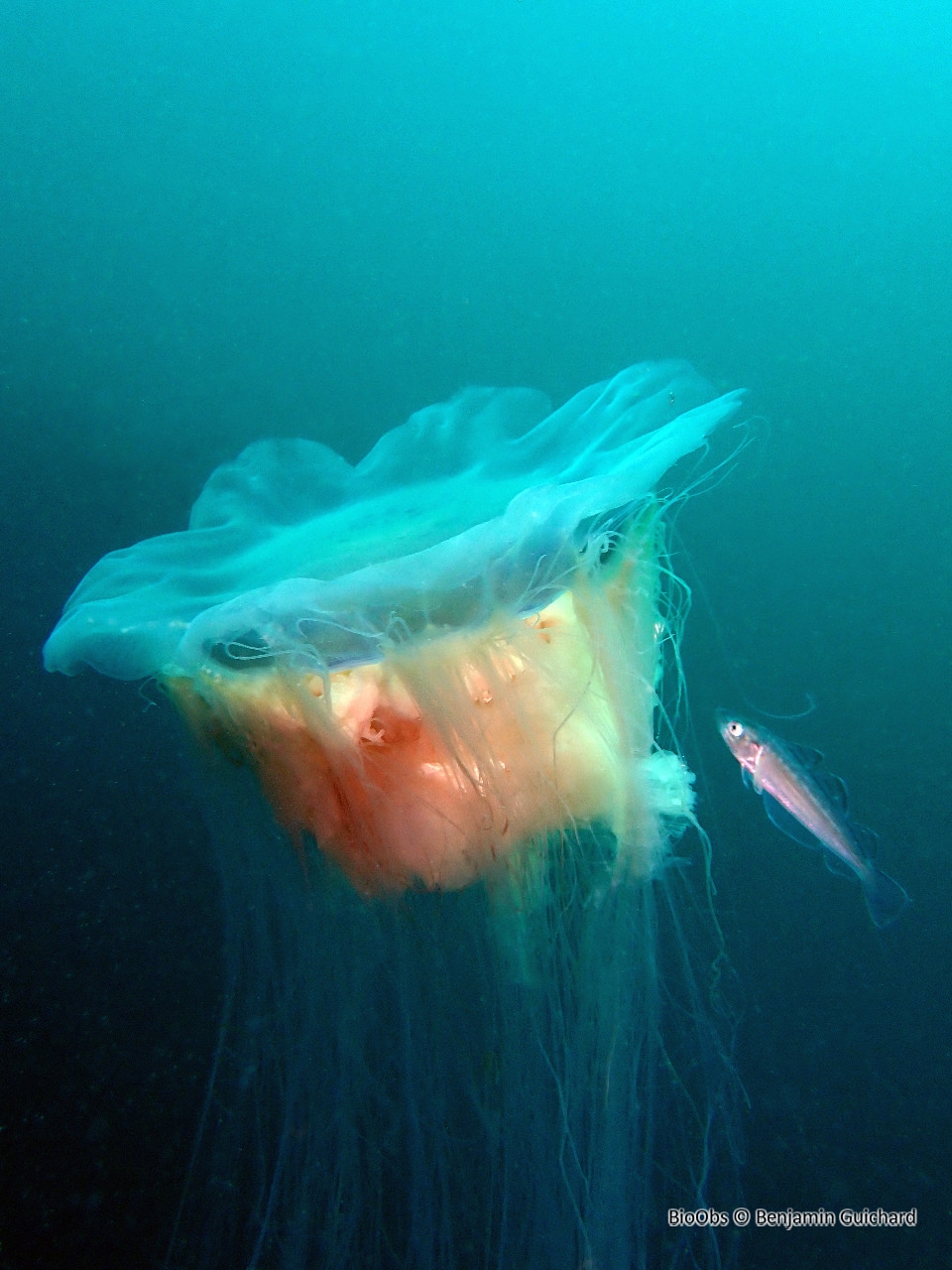 Cyanée de Lamarck - Cyanea lamarckii - Benjamin Guichard - BioObs