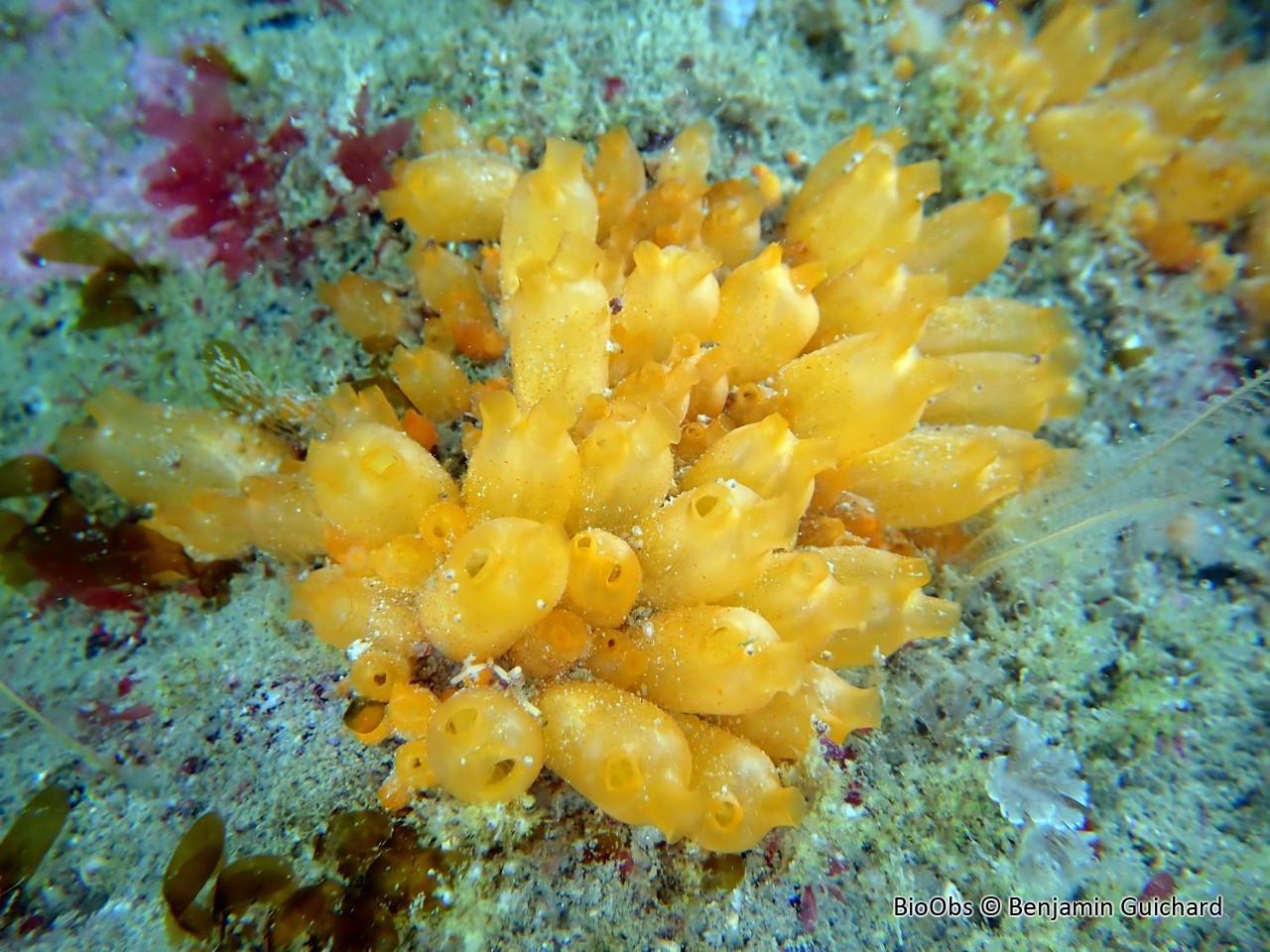 Mirabelle de mer - Stolonica socialis - Benjamin Guichard - BioObs