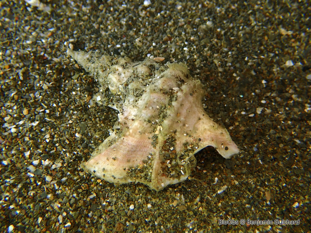Pied de pélican - Aporrhais pespelecani - Benjamin Guichard - BioObs