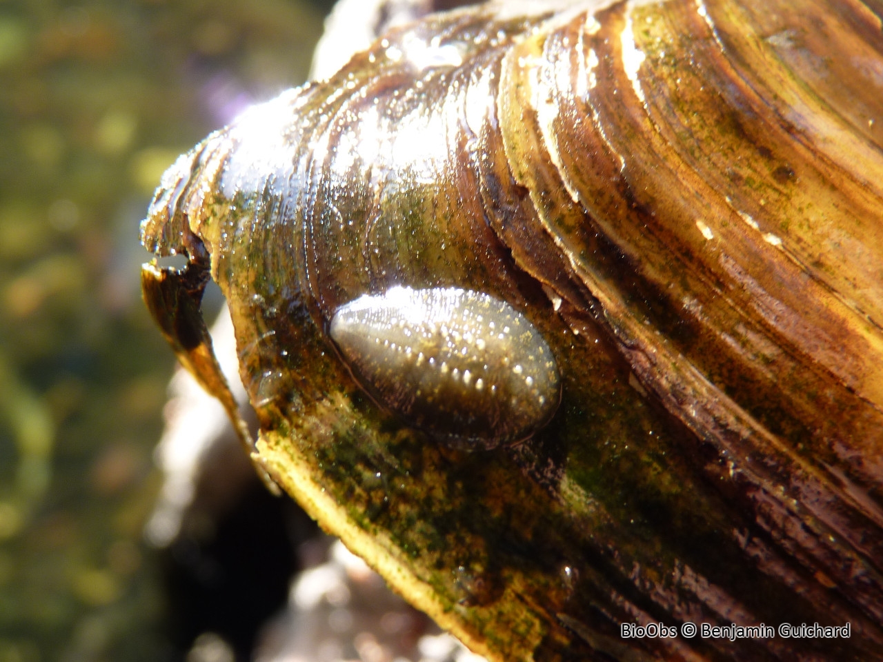Sangsue bordée - Hemiclepsis marginata - Benjamin Guichard - BioObs