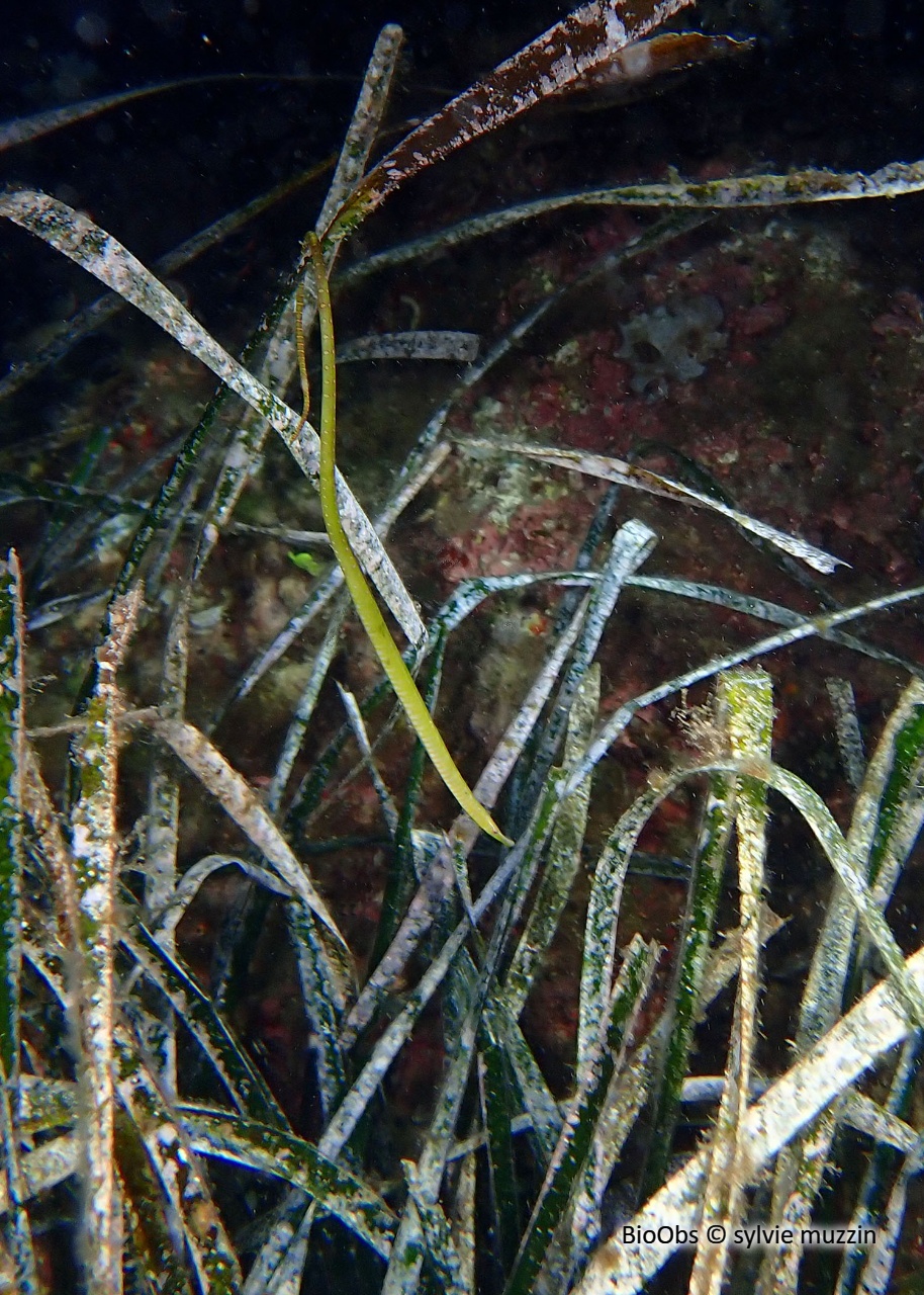 Nérophis à nez droit - Nerophis ophidion - sylvie muzzin - BioObs