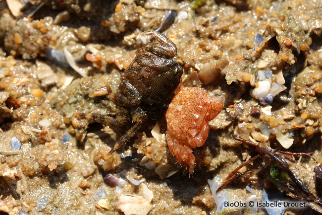 Crabe marbré - Pachygrapsus marmoratus - Isabelle Drouet - BioObs