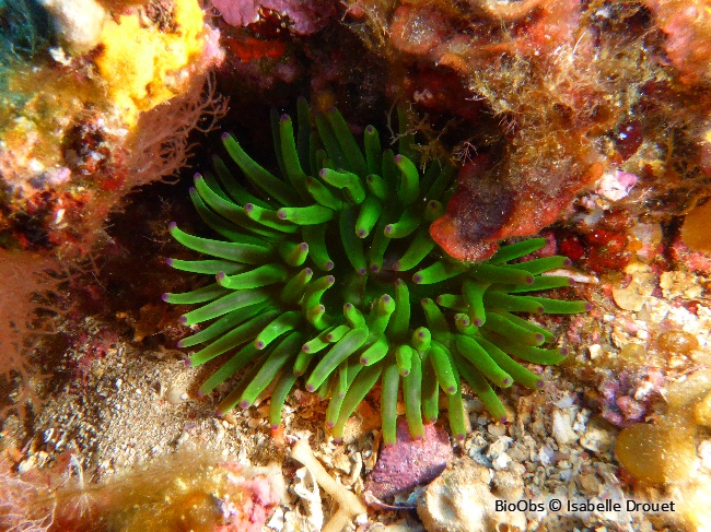 Anémone charnue - Cribrinopsis crassa - Isabelle Drouet - BioObs