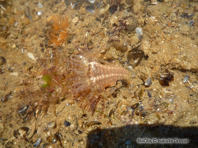 Anémone gemme - Aulactinia verrucosa - Isabelle Drouet - BioObs