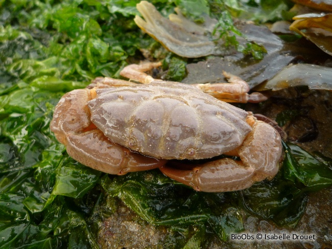 Crabe de pierre - Xantho hydrophilus - Isabelle Drouet - BioObs