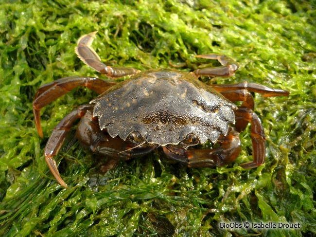 Crabe vert - Carcinus maenas - Isabelle Drouet - BioObs