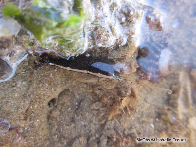 Crevette à capuchon - Athanas nitescens - Isabelle Drouet - BioObs