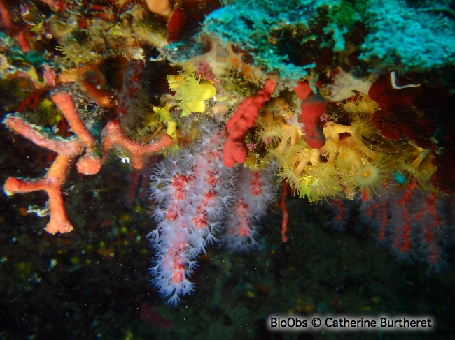 Corail rouge - Corallium rubrum - Catherine Burtheret - BioObs