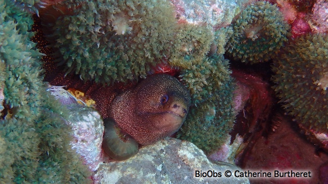 Murène-porcelaine - Gymnothorax miliaris - Catherine Burtheret - BioObs