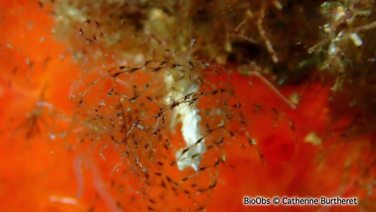 Bryozoaire pelote de crin - Savignyella lafontii - Catherine Burtheret - BioObs