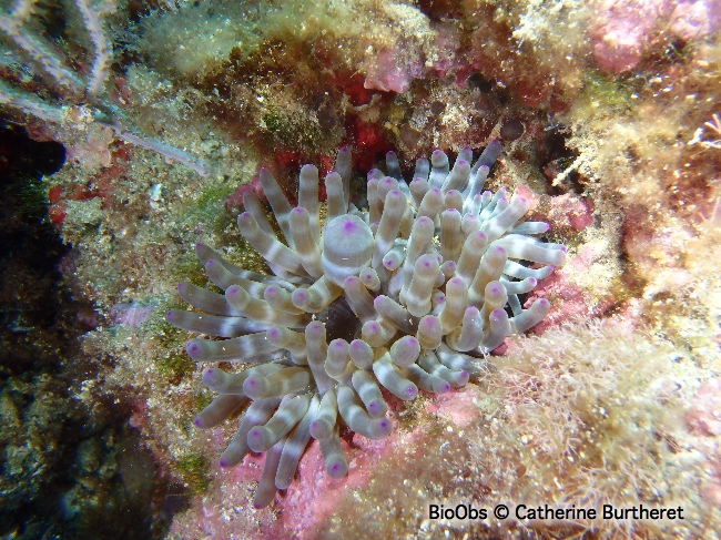 Anémone charnue - Cribrinopsis crassa - Catherine Burtheret - BioObs