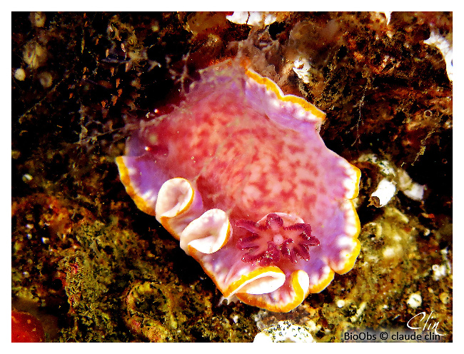 Doris rose - Felimida purpurea - claude clin - BioObs