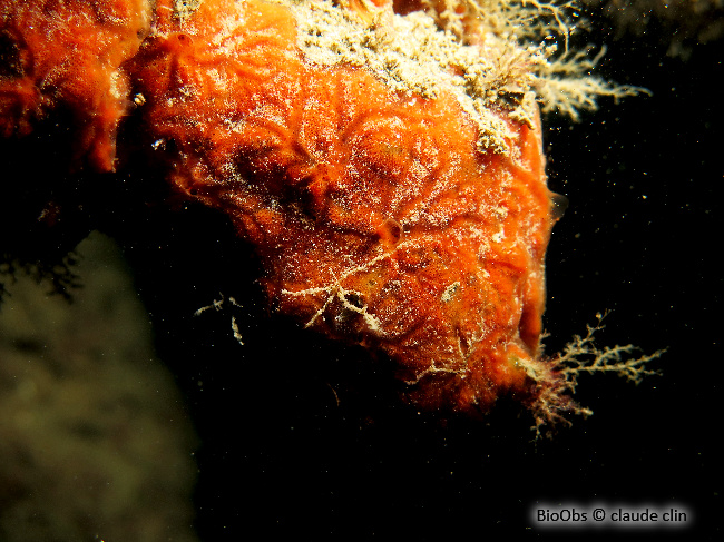 Eponge encroûtante rouge sang - Clathria (Microciona) atrasanguinea - claude clin - BioObs