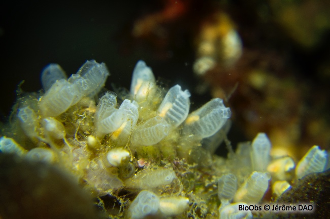 Clavelines naines - Pycnoclavella communis/ nana - Jérôme DAO - BioObs