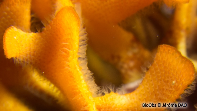 Rose de mer Méditerranéenne - Pentapora fascialis - Jérôme DAO - BioObs