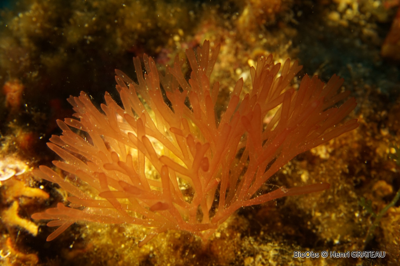 Algues rouges scinaia (genre) - Scinaia - Henri GRATEAU - BioObs