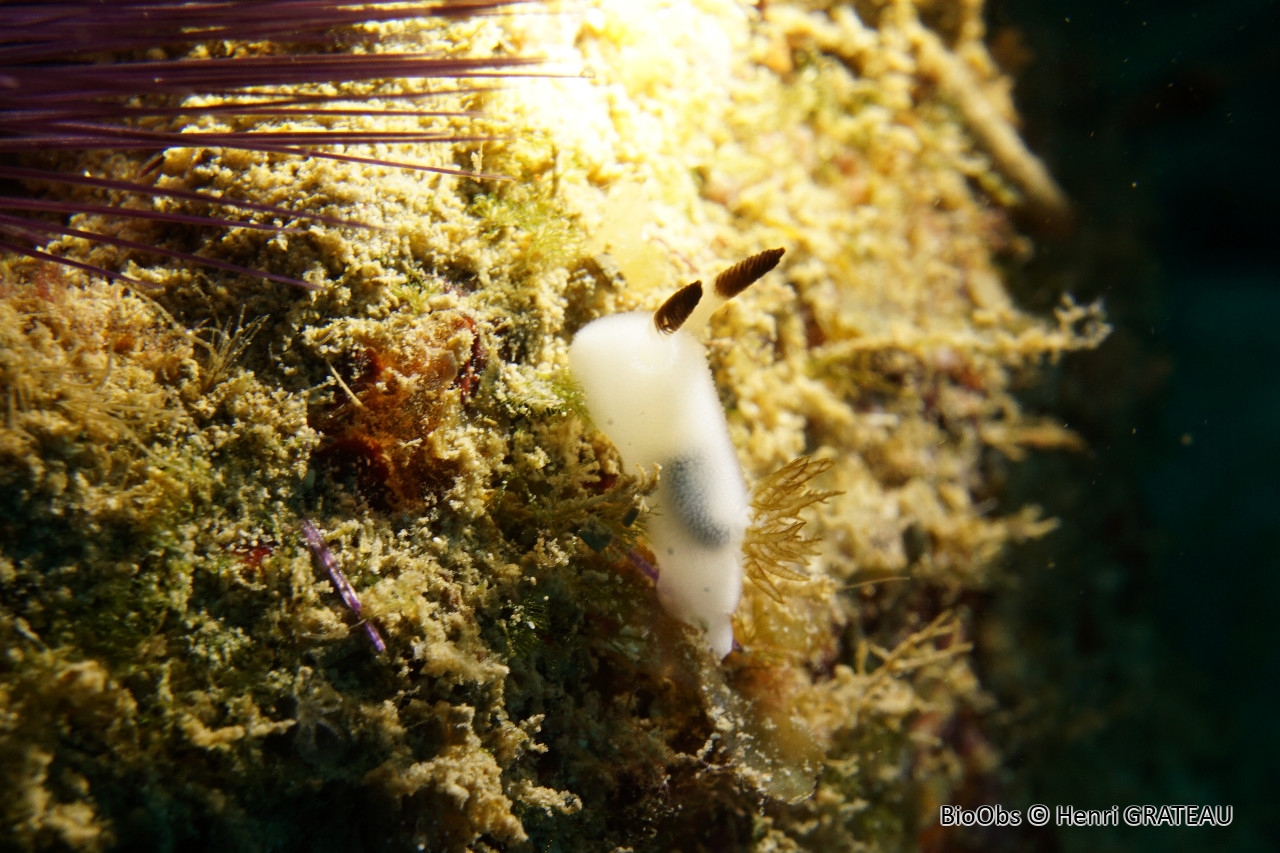Jorruna funèbre - Jorunna funebris - Henri GRATEAU - BioObs