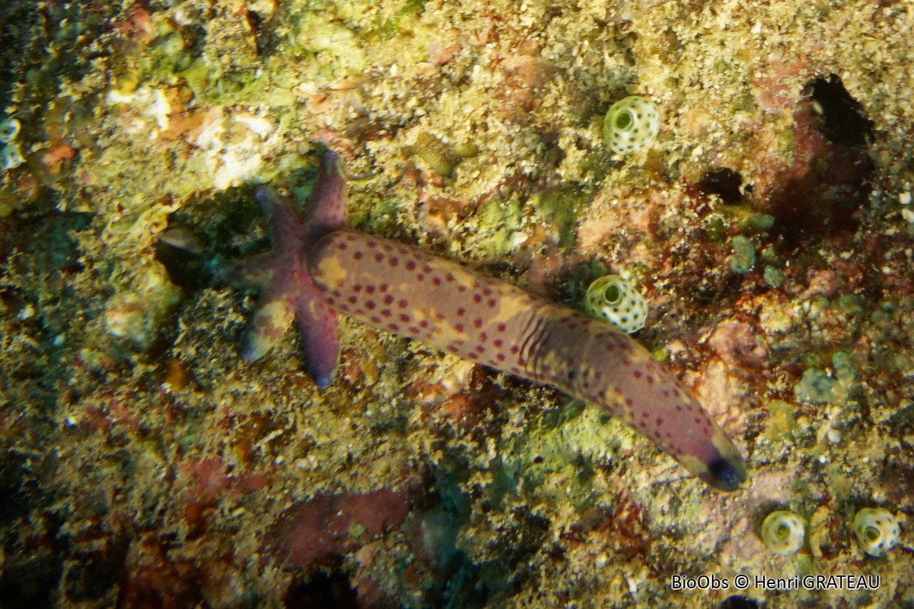 Cométe de mer - Linckia multifora - Henri GRATEAU - BioObs