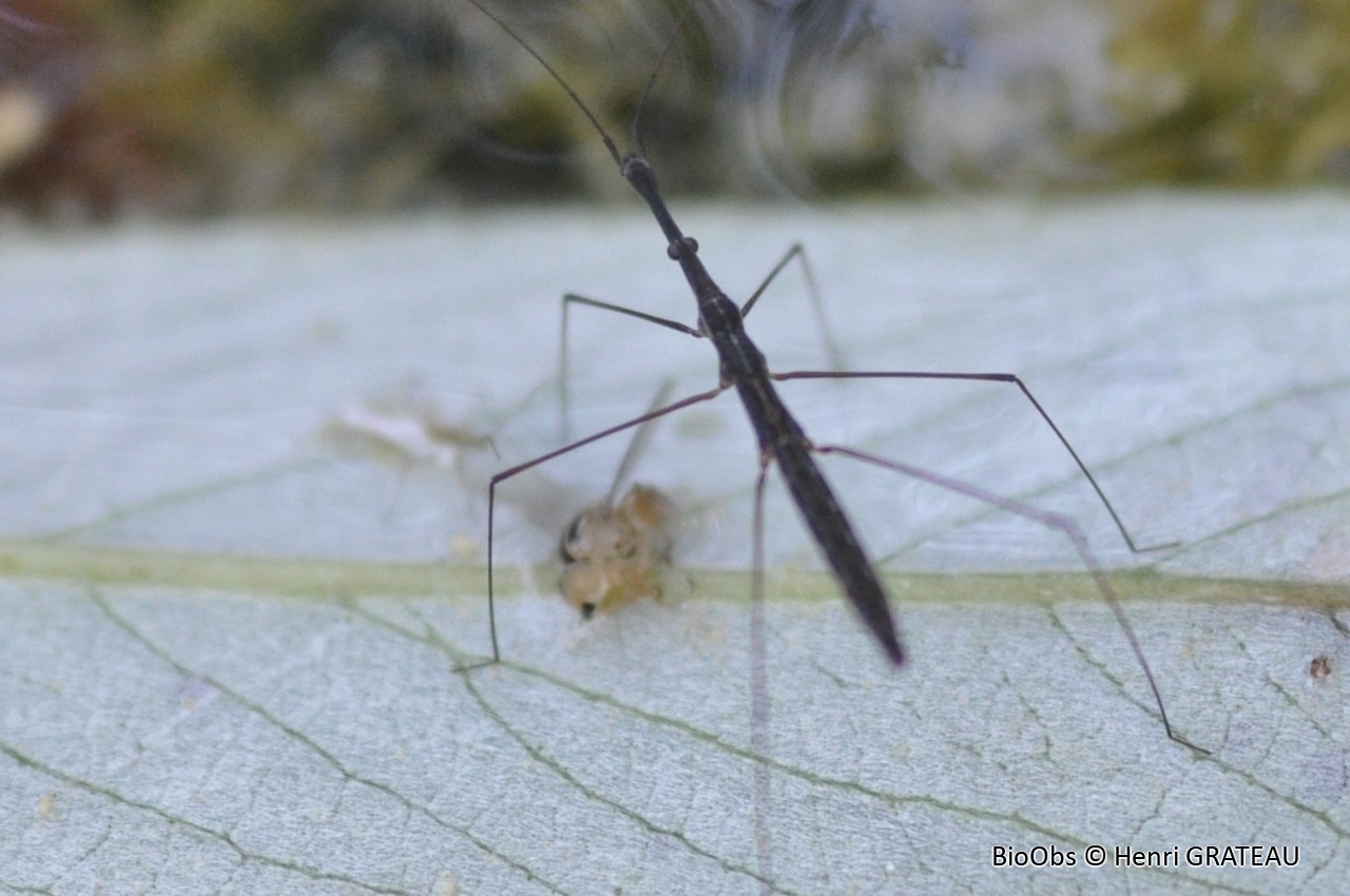 Hydromètre stagnant - Hydrometra stagnorum - Henri GRATEAU - BioObs