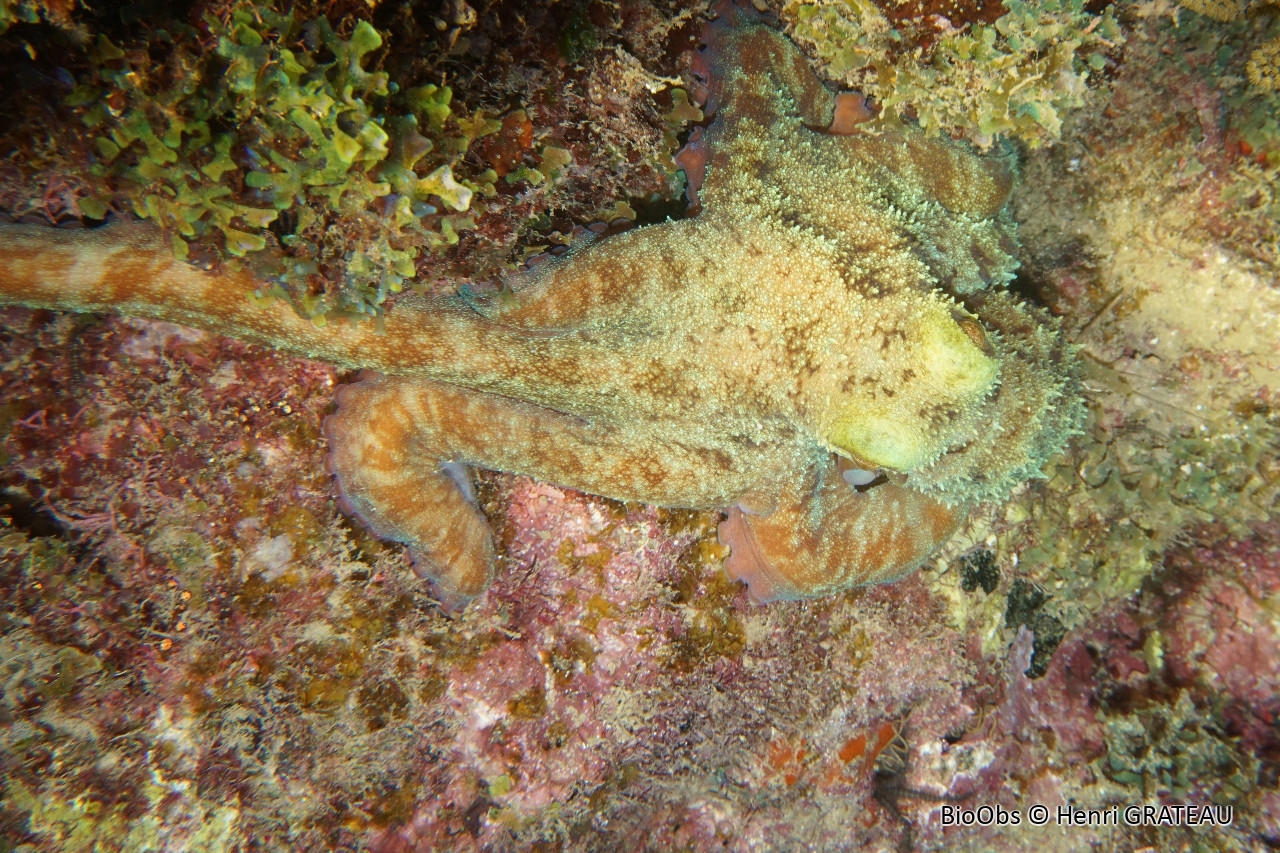 Poulpe à longs bras - Macrotritopus defilippi - Henri GRATEAU - BioObs