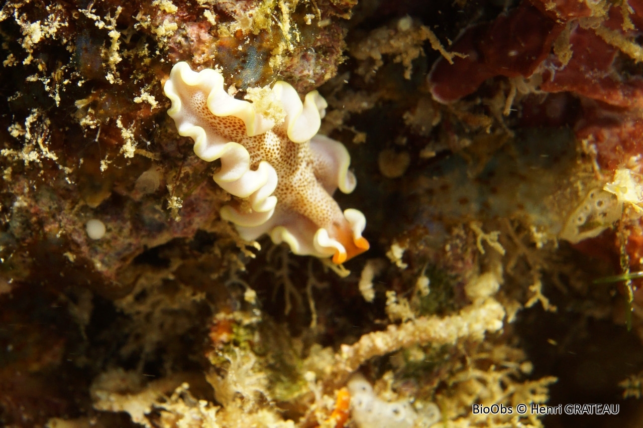 Ver plat moucheté - Phrikoceros fritillus - Henri GRATEAU - BioObs