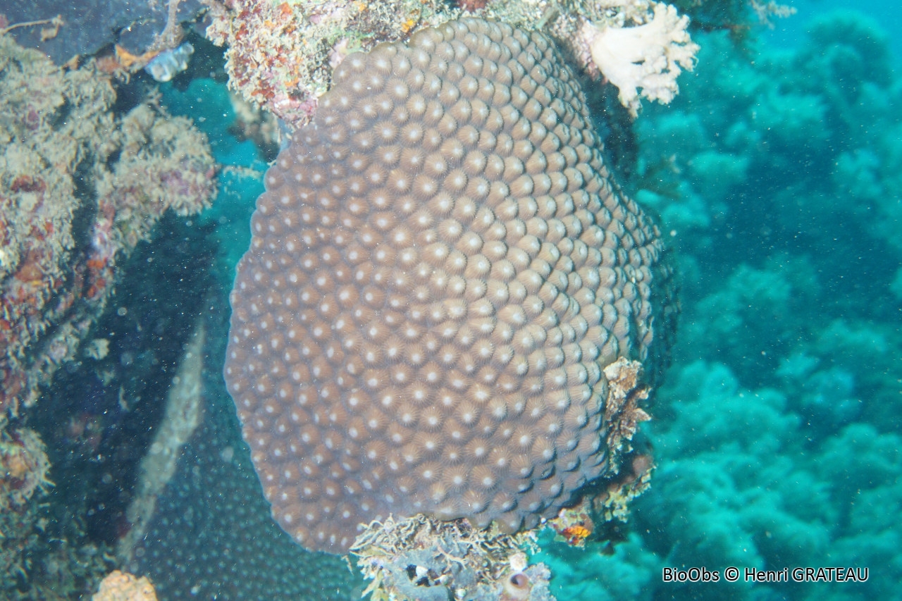 Corail rayonnant - Diploastrea heliopora - Henri GRATEAU - BioObs