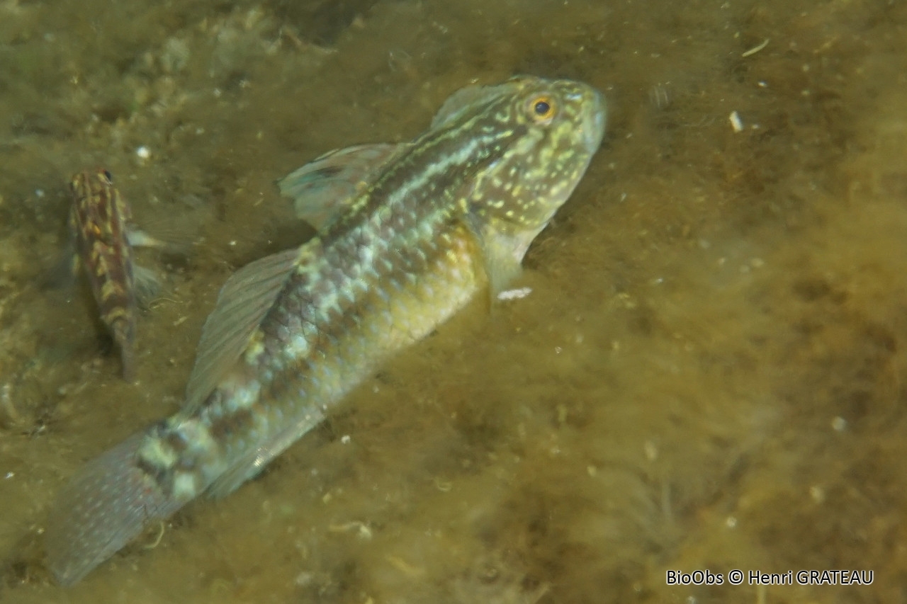 Gobie à crête de l'atlantique - Lophogobius cyprinoides - Henri GRATEAU - BioObs