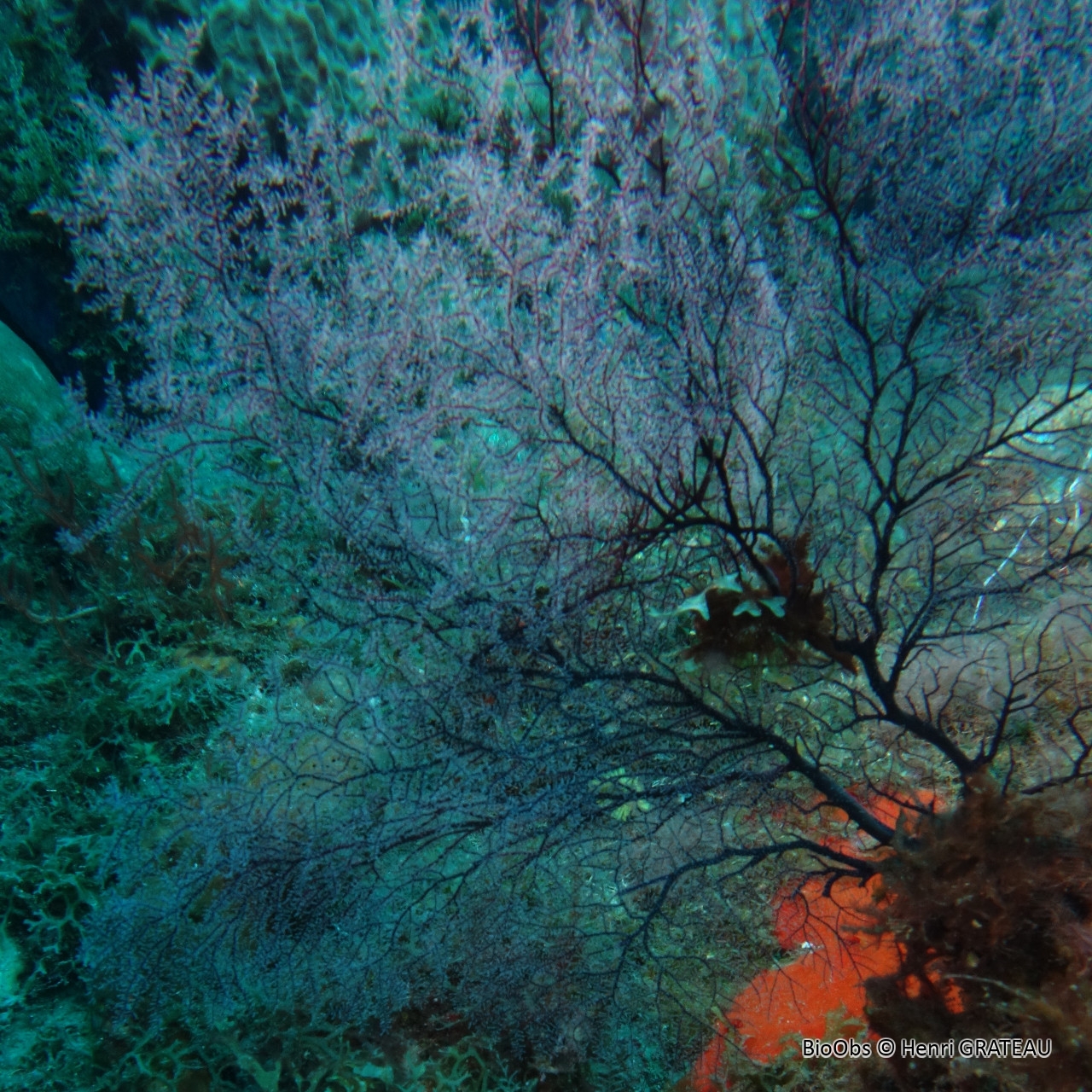 Hydraire-eventail - Solanderia gracilis - Henri GRATEAU - BioObs