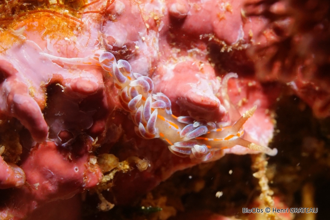 Faceline à stries rouges - Facelina rubrovittata - Henri GRATEAU - BioObs
