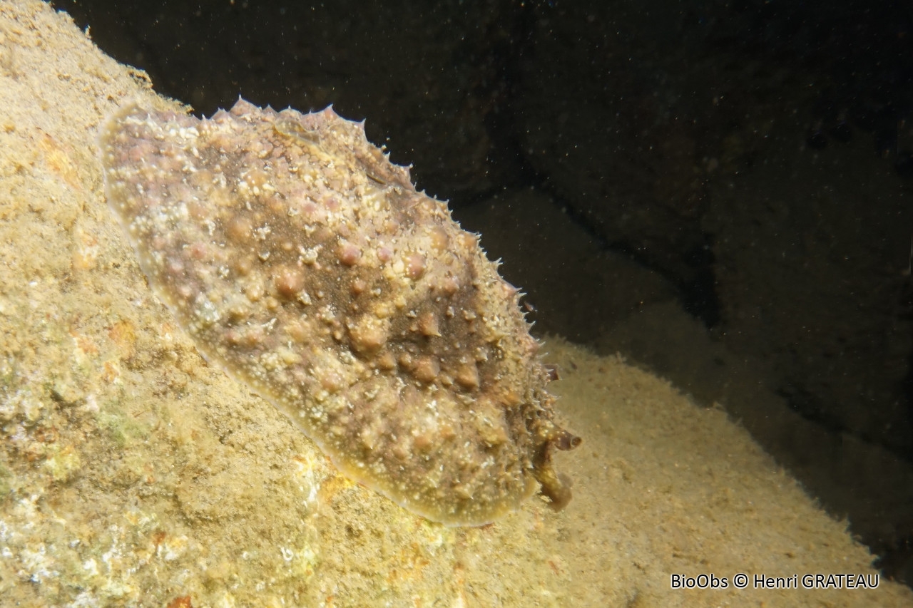 Lièvre de mer verruqueux - Dolabrifera dolabrifera - Henri GRATEAU - BioObs
