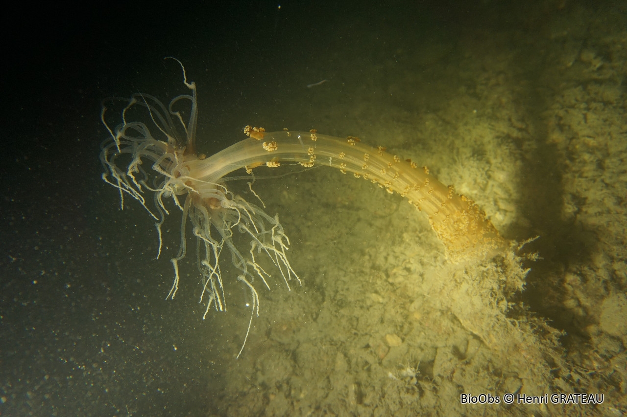 Alicia - Alicia mirabilis - Henri GRATEAU - BioObs