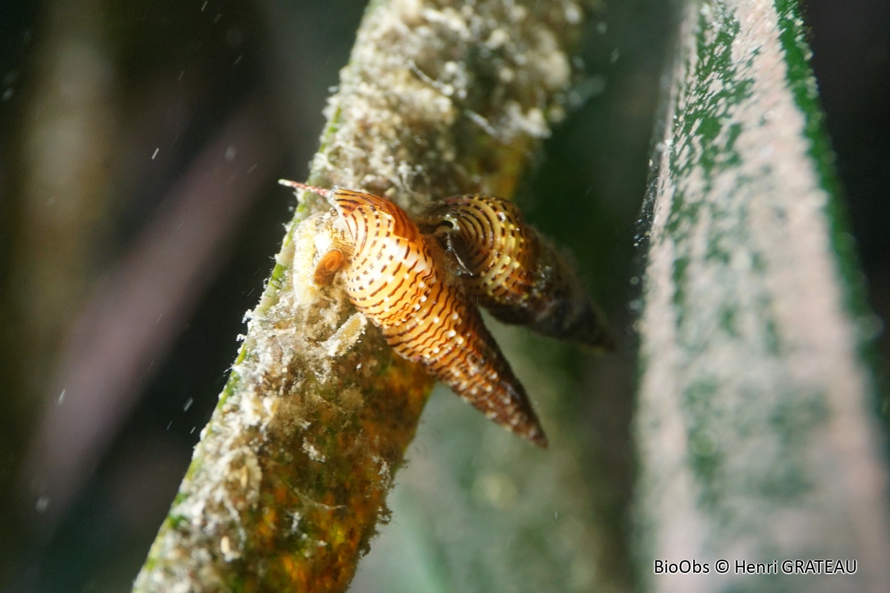 Bittium de Latreille - Bittium latreillii - Henri GRATEAU - BioObs