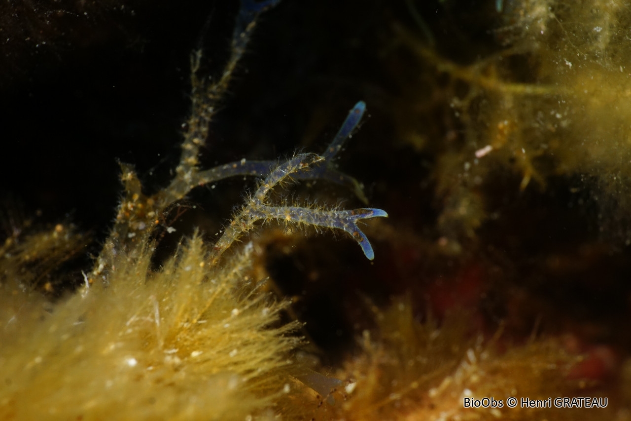 Valkérie en grappe de raisin - Walkeria uva - Henri GRATEAU - BioObs