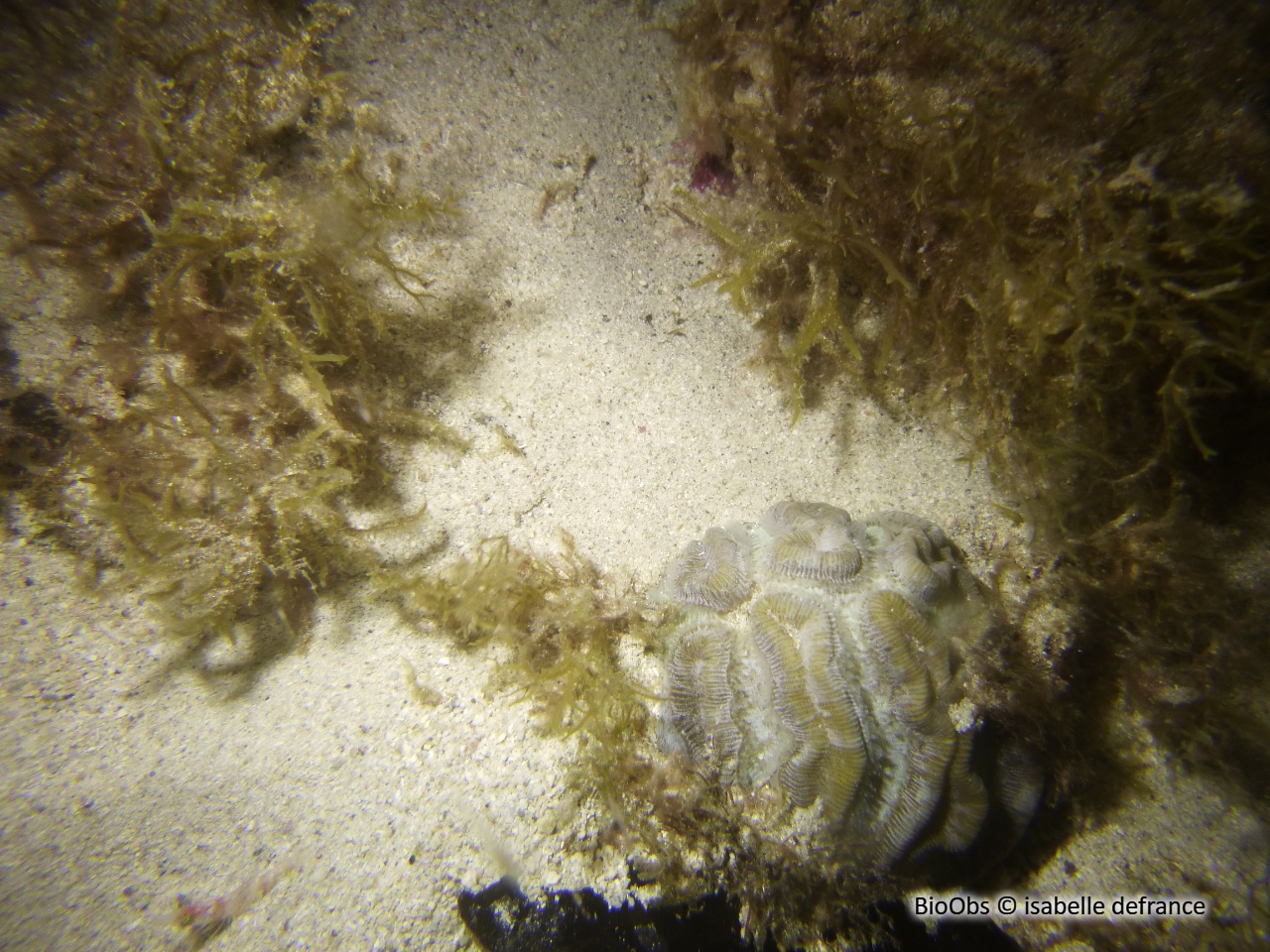 Rose de corail - Manicina areolata - isabelle defrance - BioObs