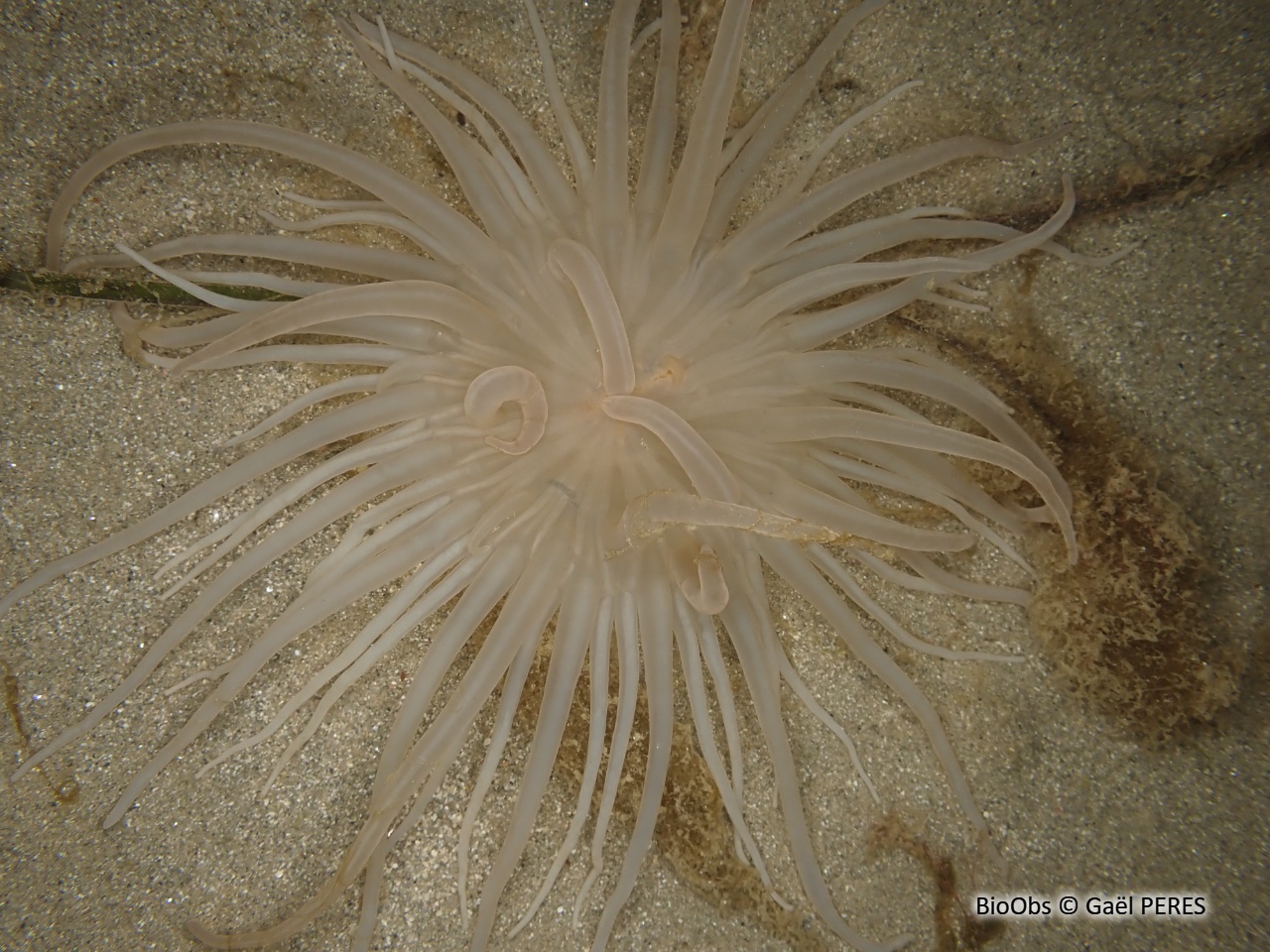 Andrésie - Andresia partenopea - Gaël PERES - BioObs