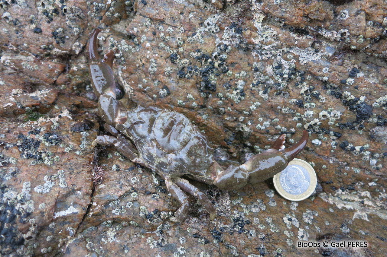 Crabe de pierre - Xantho hydrophilus - Gaël PERES - BioObs
