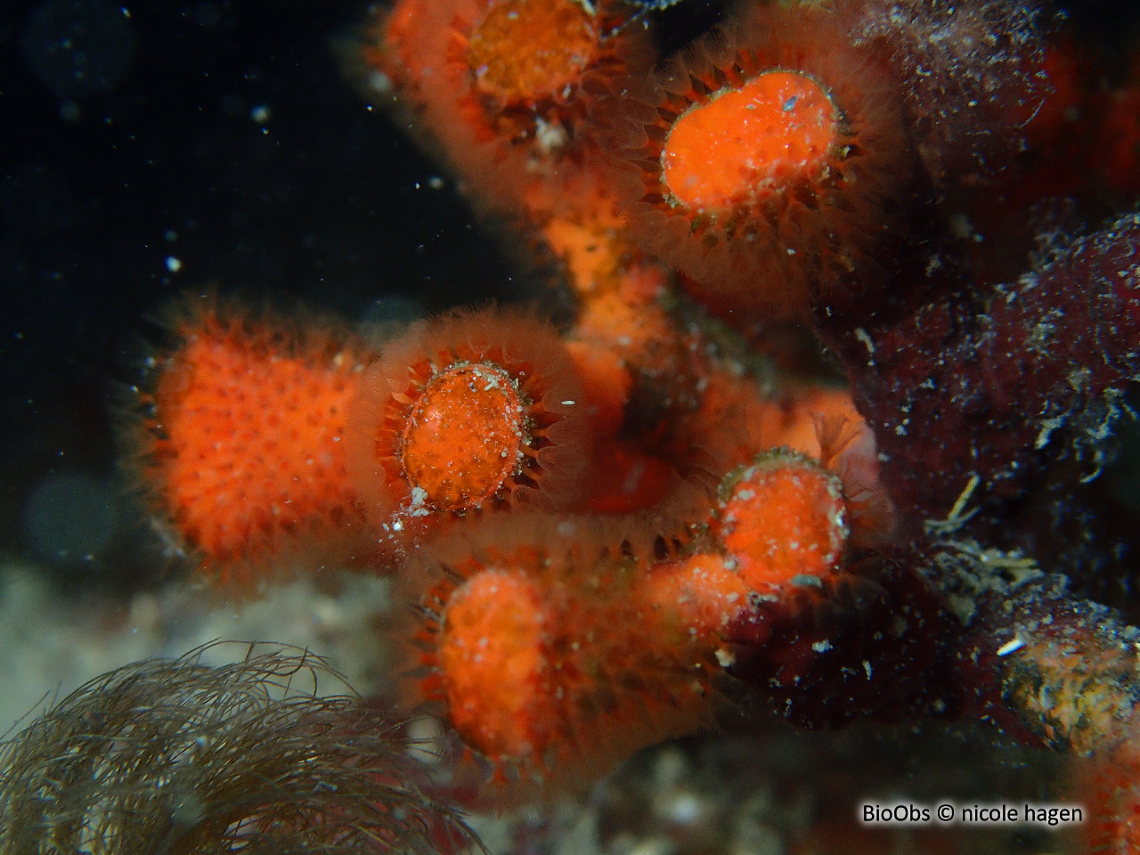 Faux corail - Myriapora truncata - nicole hagen - BioObs