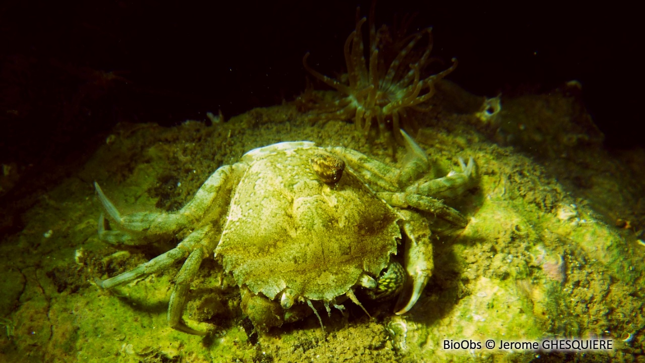 Crabe vert de Méditerranée - Carcinus aestuarii - Jerome GHESQUIERE - BioObs