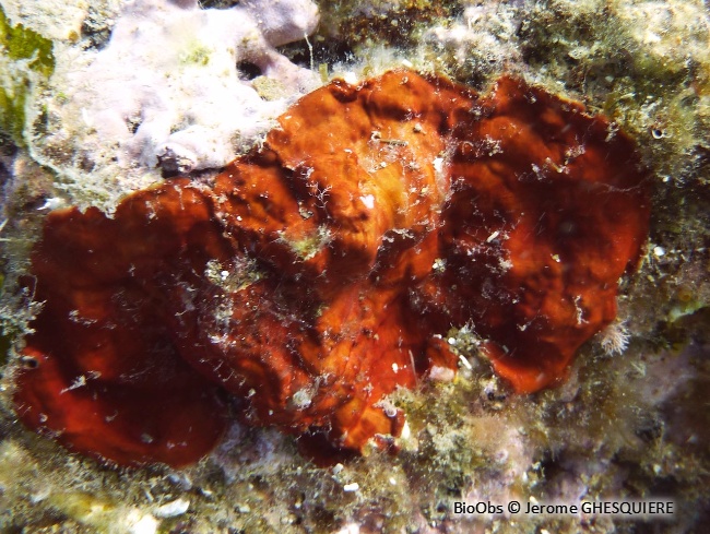 Eponge encroûtante rouge sang - Clathria (Microciona) atrasanguinea - Jerome GHESQUIERE - BioObs
