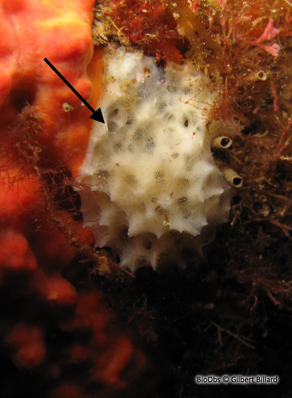 Eponge blanche épineuse - Pleraplysilla spinifera - Gilbert Billard - BioObs