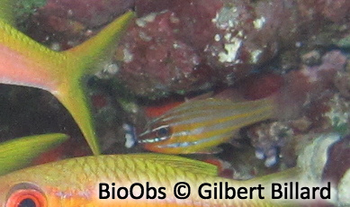 Apogon à rayures jaunes - Ostorhinchus cyanosoma - Gilbert Billard - BioObs